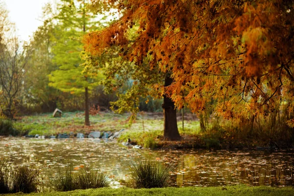 Herbstlandschaft mit Bäumen und Teich im Freien im Herbstpark — Stockfoto