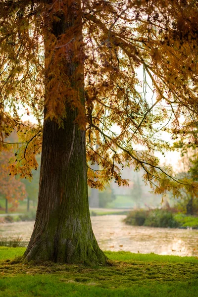 Осенний пейзаж с деревьями, пруд на открытом воздухе в осеннем парке — стоковое фото
