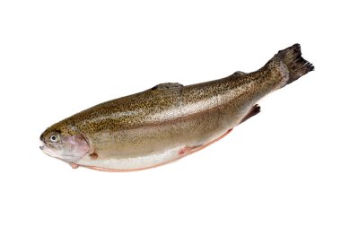 Salmon fish rainbow trout