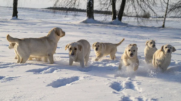 Собаки мусор игры на снежных деревьях назад — стоковое фото