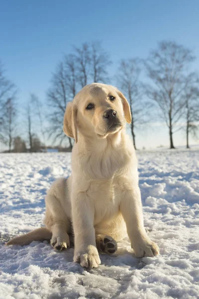 Puppy portret in sneeuw ganisaties terug — Stockfoto