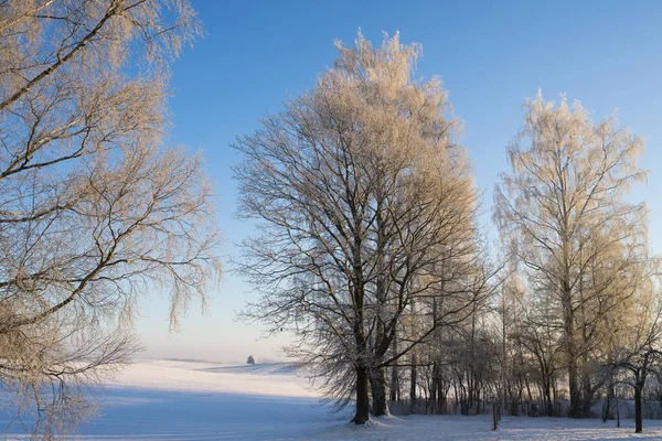 Pemandangan musim dingin dengan pohon embun beku Stok Foto