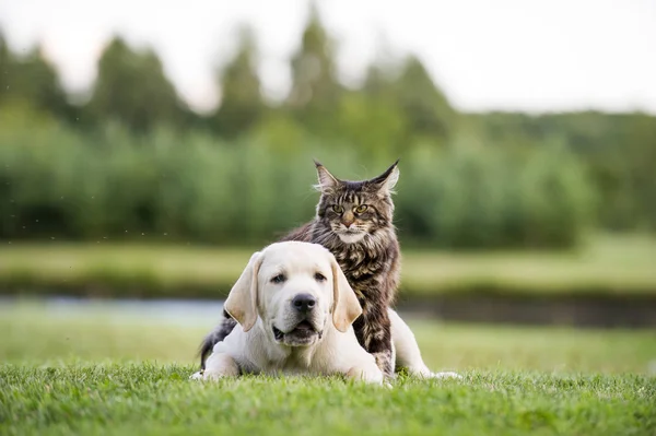 Niedliche Kätzchenliebe mit Labrador-Welpen lizenzfreie Stockfotos