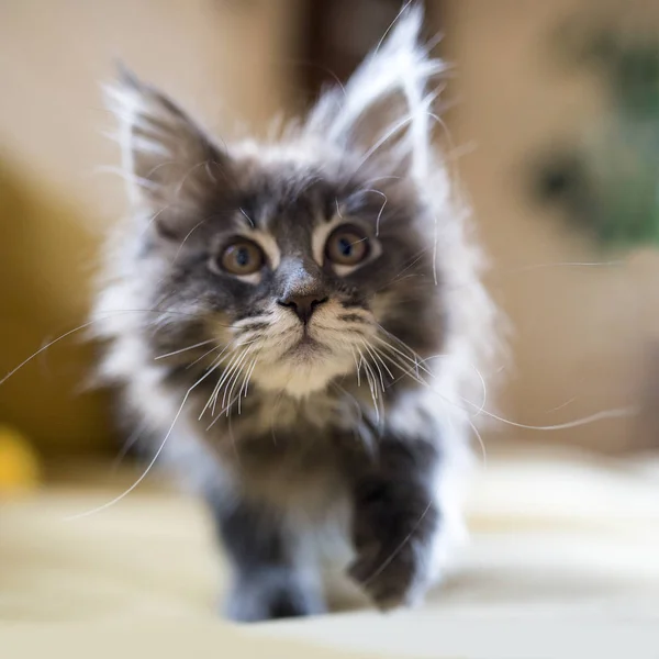 Słodkie kotek portret w akcji — Zdjęcie stockowe