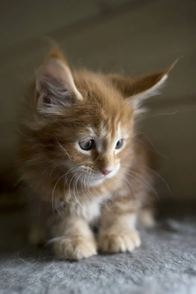 Portrait mignon de chaton — Photo