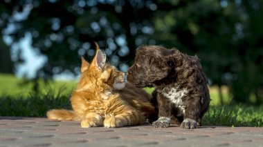 Maine coon yavru kedi ve köpek yavrusu