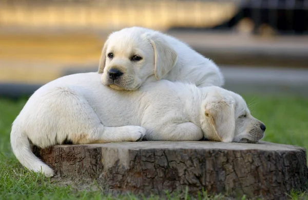 Labrador retriever pups vriendschap — Stockfoto