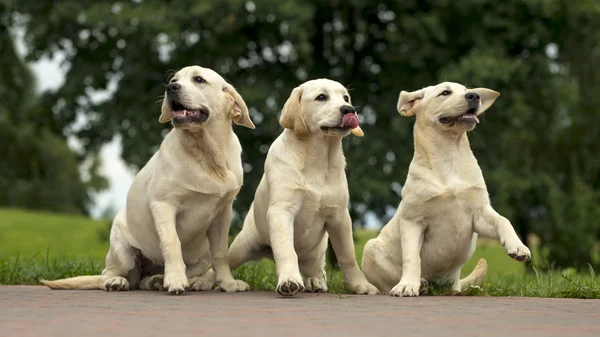 Labrador Retriever Welpen Freundschaft lizenzfreie Stockfotos