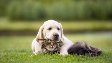 Kedi ve köpek yavrusu dostluk