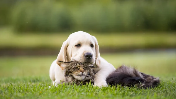 Freundschaft zwischen Katzen und Welpen — Stockfoto