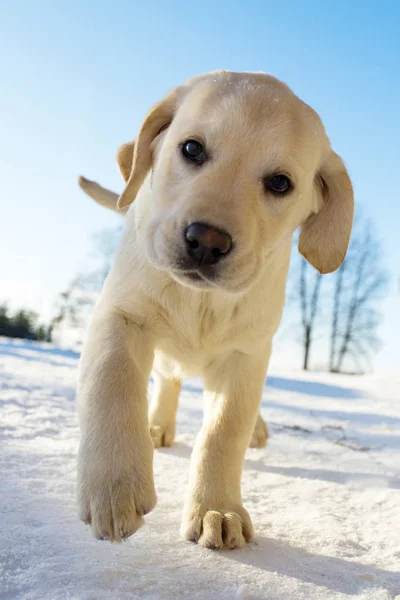 冬のアクションでラブラドール子犬 — ストック写真