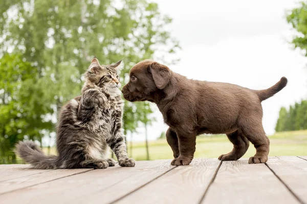 Pertemuan pertama anak anjing dan anak kucing — Stok Foto