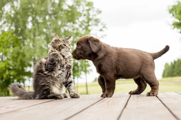 Pertemuan pertama anak anjing dan anak kucing Stok Gambar Bebas Royalti