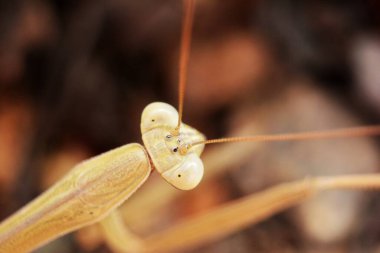 Peygamber devesi gibi kocaman gözleri var.