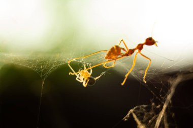 Örümcek ağına takılmış kırmızı karıncalar