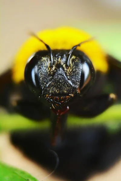 Imagem Macro Cabeça Uma Abelha — Fotografia de Stock