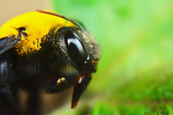 Makroaufnahme Des Kopfes Einer Hummel — Stockfoto