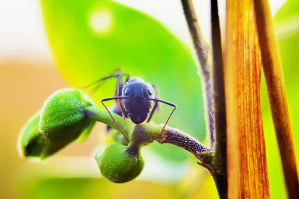 Formiga Preta Ramo — Fotografia de Stock