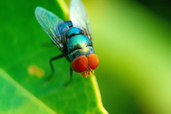 Die Großen Roten Augen Der Fliegen Auf Den Blättern — Stockfoto