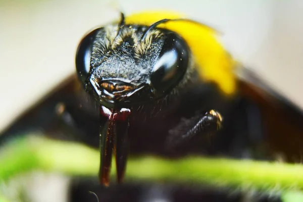 Imagen Macro Cabeza Una Abejorro —  Fotos de Stock