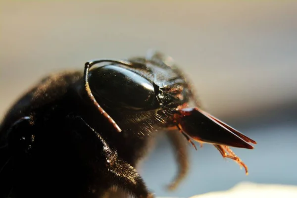 Macro Beeld Van Het Hoofd Van Een Hommel — Stockfoto