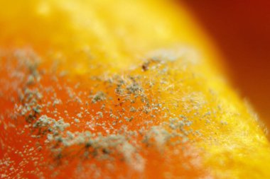 Yemeklerdeki küflü liflerin makro resimleri