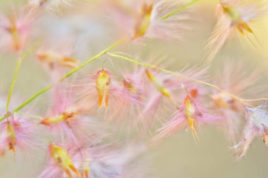 Akşam tarlalarındaki çimenler