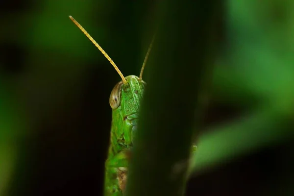 Groene Sprinkhaan Verschuilt Zich Achter Het Gras — Stockfoto