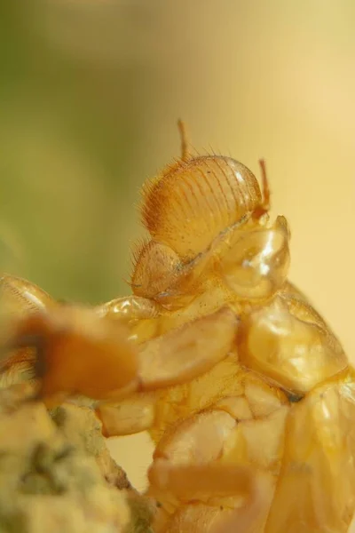 Stains Cicada Resembles Armor — Stock Photo, Image