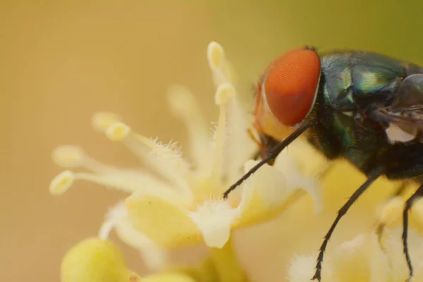 Blaasvlieg Zoek Naar Nectar Uit Bloemstuifmeel — Stockfoto