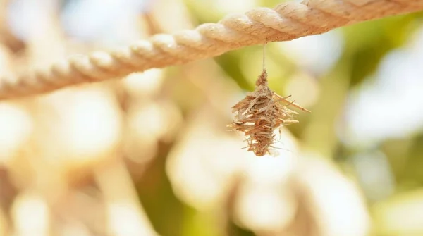 一个挂在绳子上的虫洞 — 图库照片