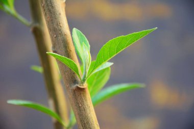 Bitterleaf ağacı Şifalı bitkiler. Çok kullanışlı..