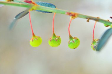 Hazardana, birçok faydası olan bir Tayland bitkisi.