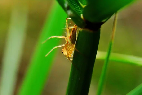 Aranha Minúscula Que Está Escondida Grama — Fotografia de Stock