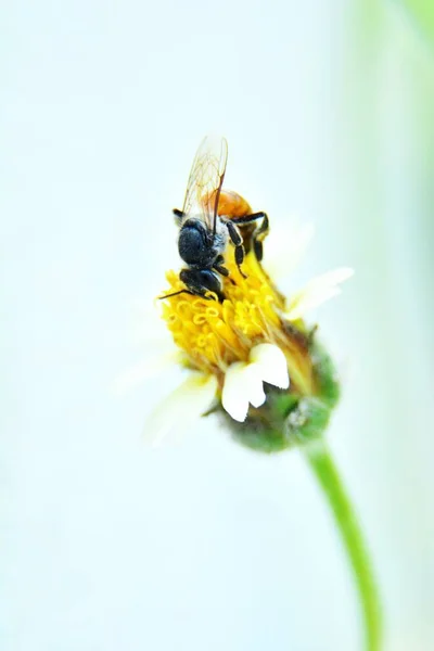 Una Abejita Chupa Néctar Una Flor Hierba —  Fotos de Stock