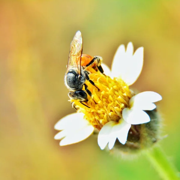 Winzige Bienen Finden Nektar Aus Graspollen — Stockfoto