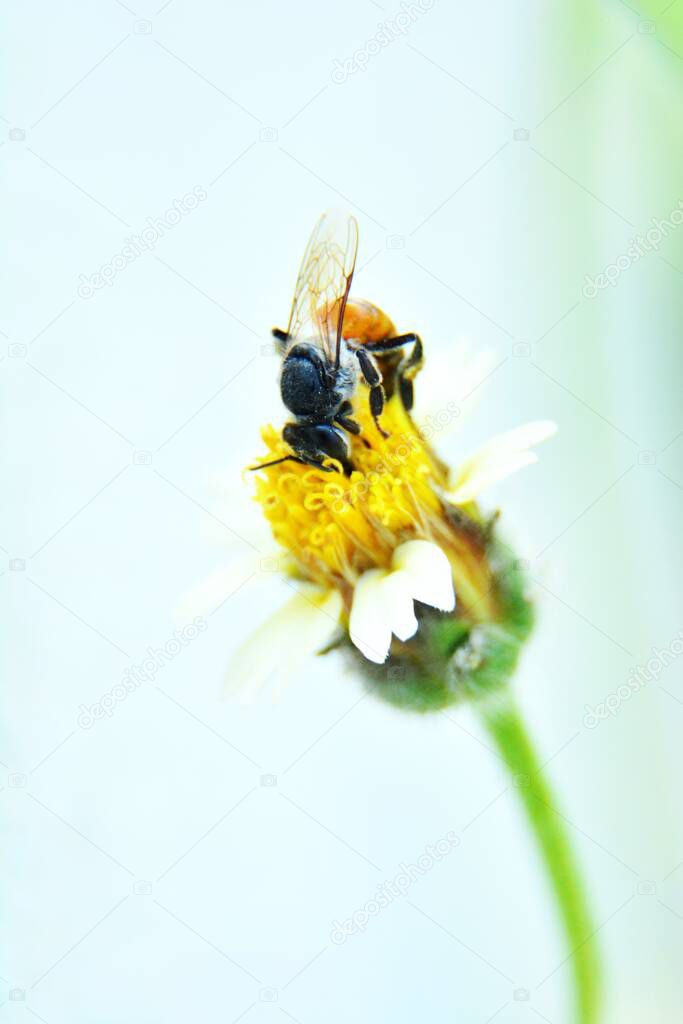 A tiny bee is sucking the nectar from a grass flower