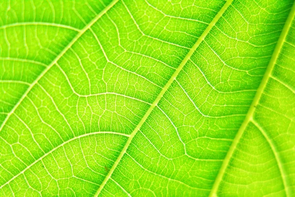 Natural Pattern Bright Green Leaves — 스톡 사진