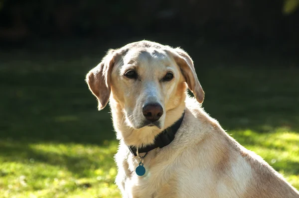 Ženské hlavy psa labradora — Stock fotografie