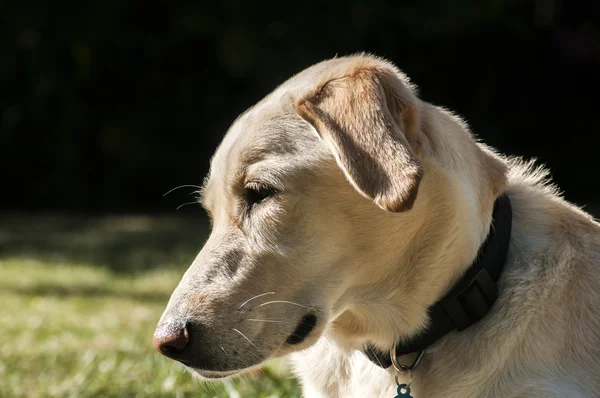 Γυναικείο κεφάλι σκυλί λαμπραντόρ — Φωτογραφία Αρχείου