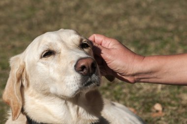 Labrador köpek kafa ve el