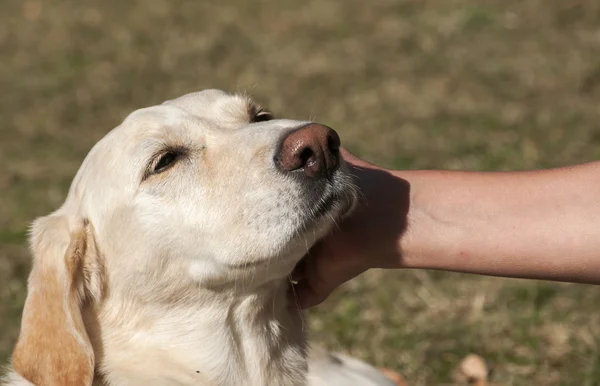 Labrador dog head and female hand — Stock Photo, Image