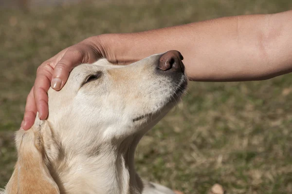 Labrador hond hoofd en vrouwelijke hand — Stockfoto
