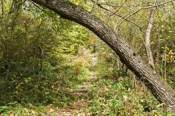 Path and tree in forest — Stock Photo, Image