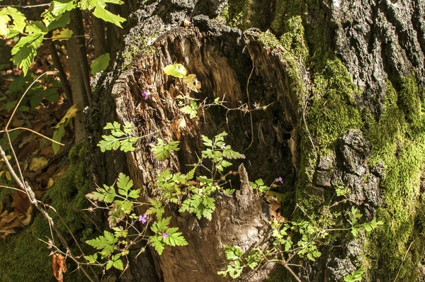 Гнилой ствол дерева с мхом — стоковое фото