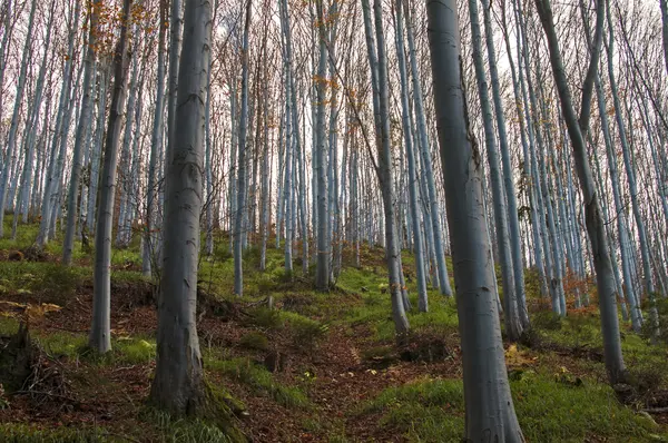 Kayın ormanı yamaç — Stok fotoğraf