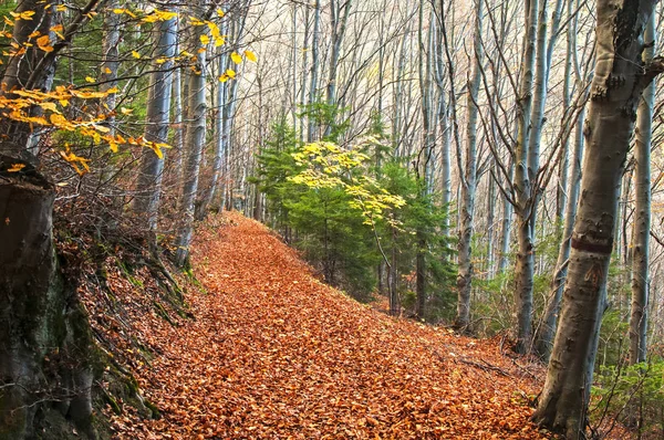 Outono floresta montanhosa — Fotografia de Stock