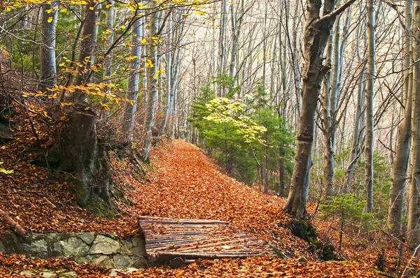 Outono floresta montanhosa — Fotografia de Stock