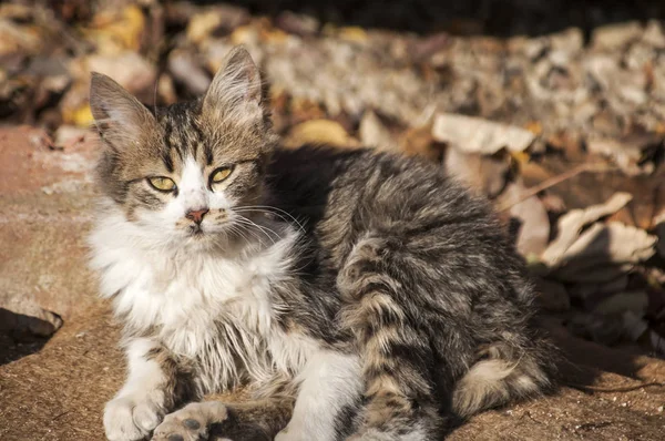 Молодая лохматая бездомная кошка — стоковое фото