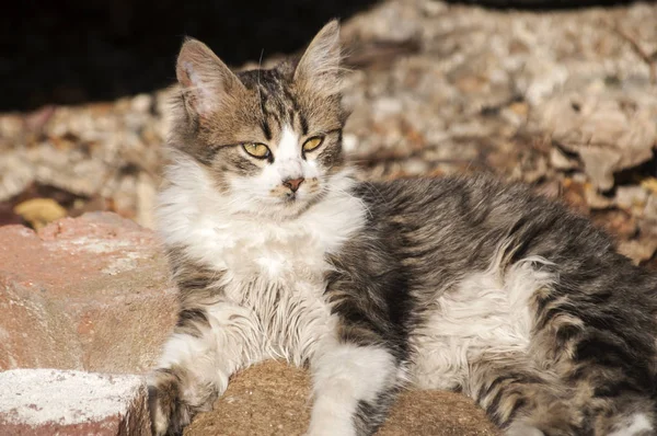 Young shaggy stray cat — Stock Photo, Image